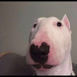 Meet your Posher, Shawn